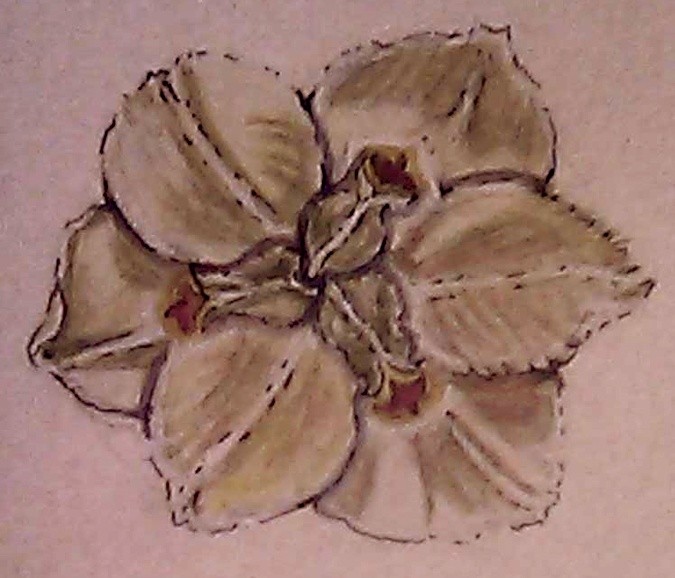 Yellow African Iris Watercolor