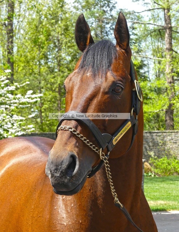 American Pharoah 1450159