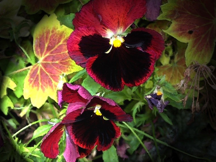 1002199 PANSIE WATERCOLOR