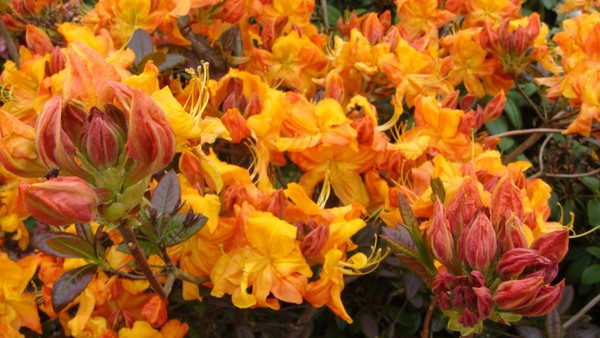 Sea of Burning colour bushs