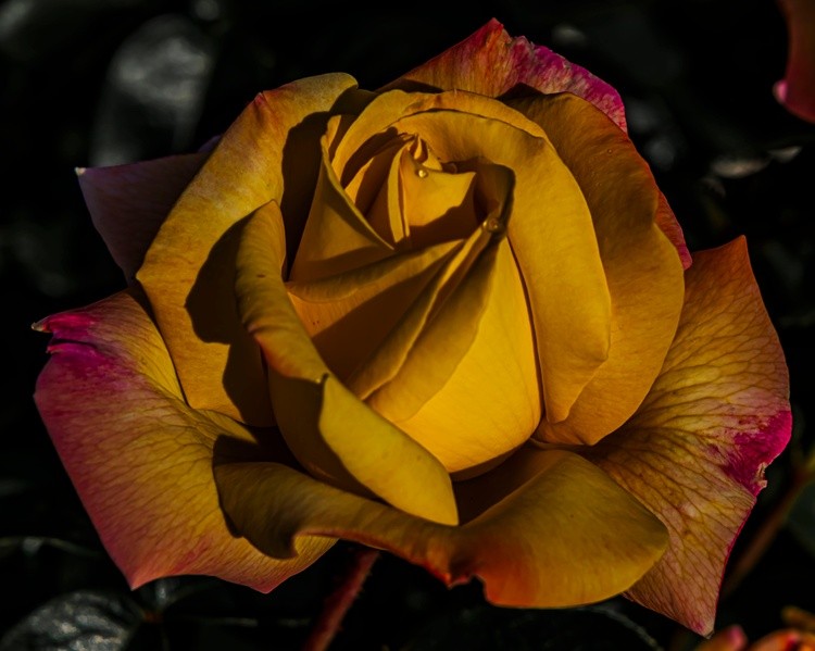 Train Depot Rose - May 01 2025