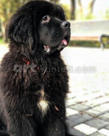 Black newfoundland puppy