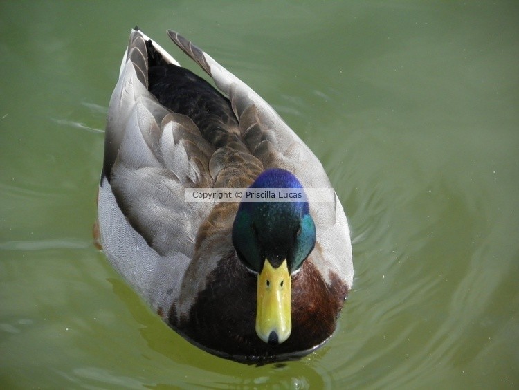 Vegas Duck in Pond