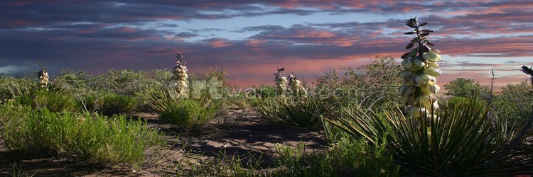 Yucca Flowers