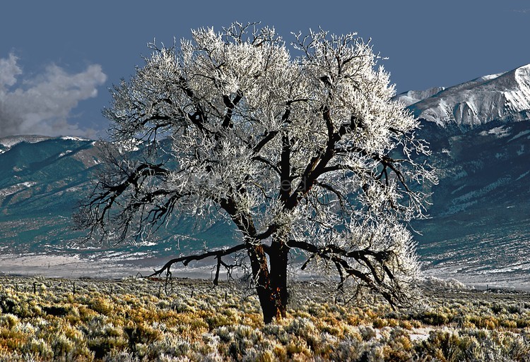 Old Frosty