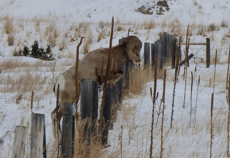 Ram jump 