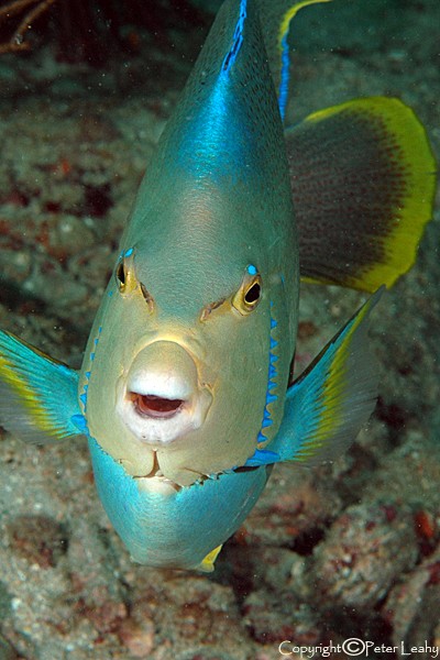 Blue Angelfish