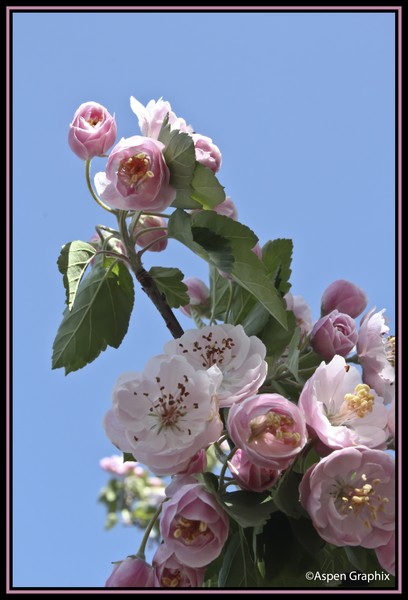Bouquet on a branch