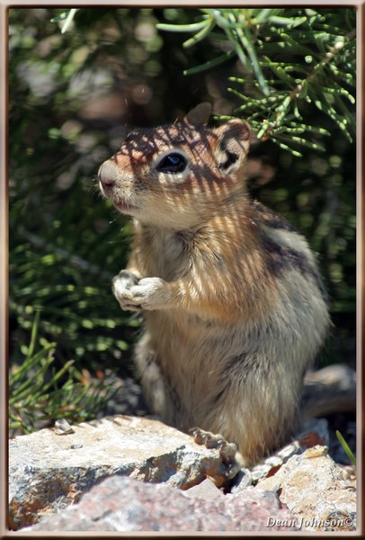 Chipmunk