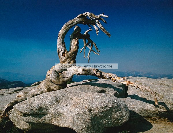 Jeffrey Pine