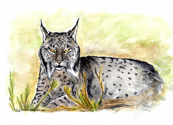 Iberian Lynx