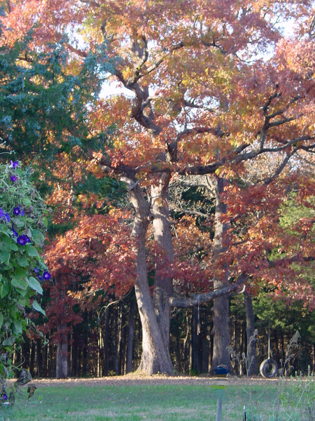 Grand Tree