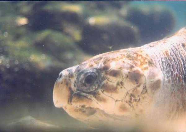 sea turtle
