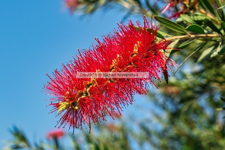Red Spikes