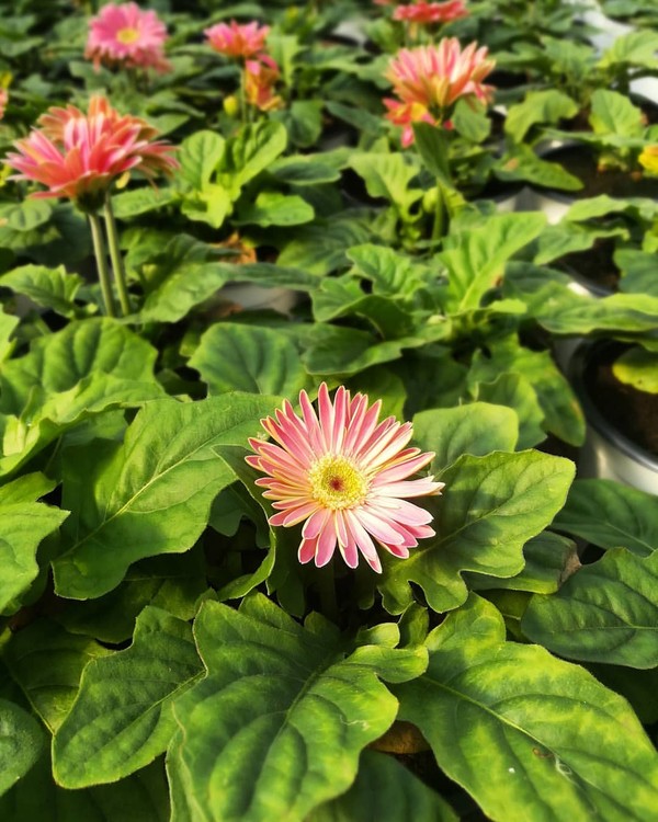 Garden Bliss