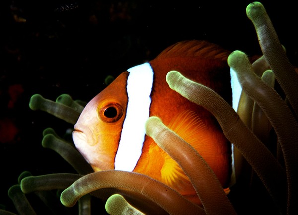 Clarke's Anemonefish