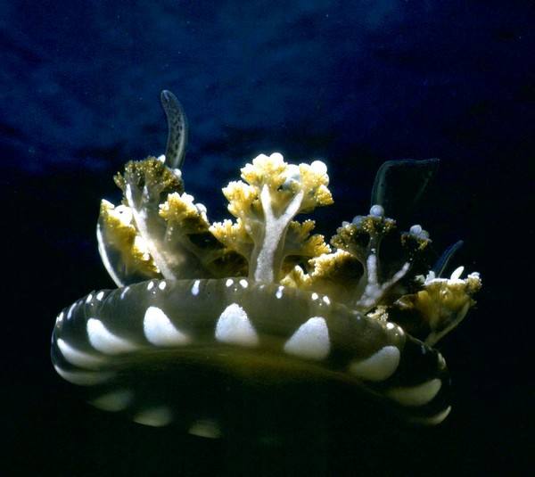 Jelly Fish, Truk Lagoon