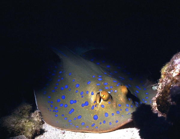 Blue Spotted Ray