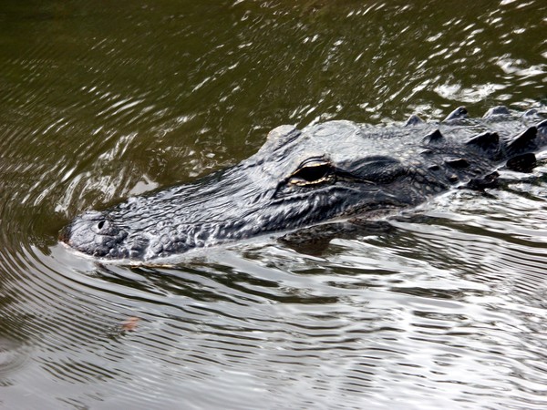 Gator