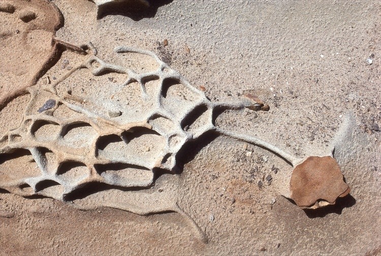 Lobos 5
