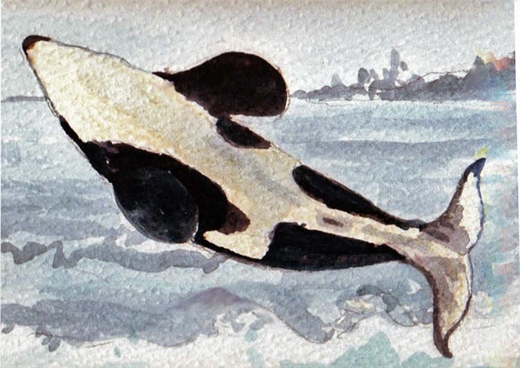breaching orca