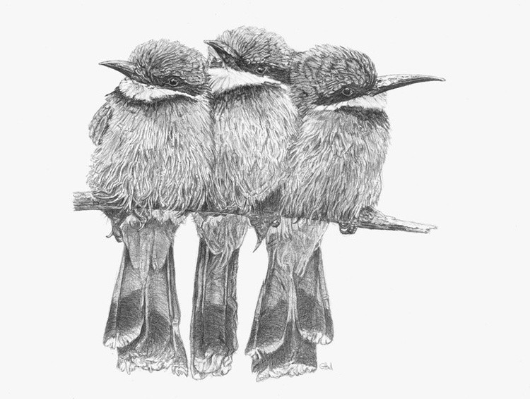 African Bee Eaters