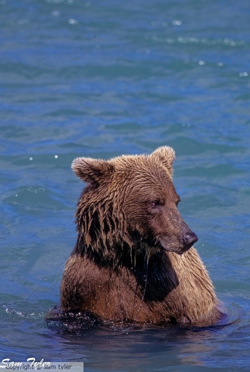McNeil River Bear  1-29-29-97