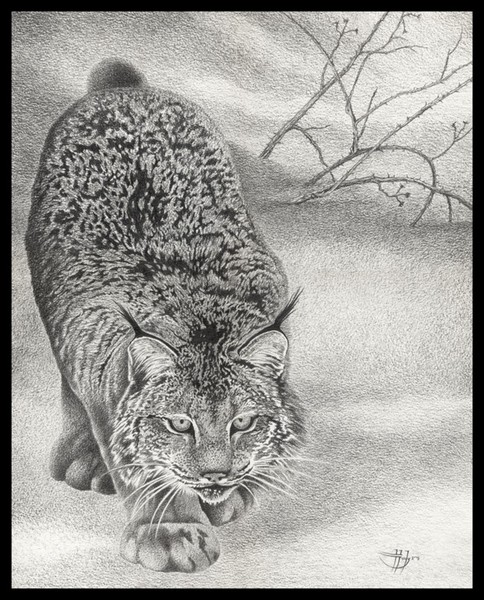 On Silent Feet - Canadian Lynx