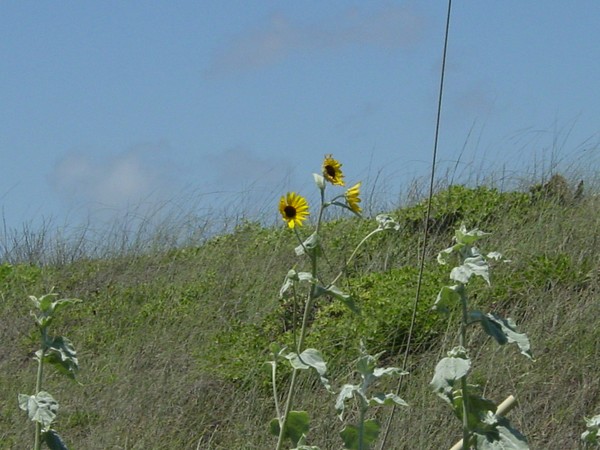 flowers in the sunsine