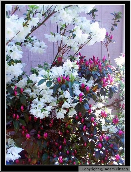 Spring in Paris