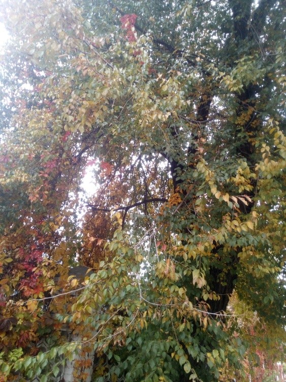 AutumnInUkraineE