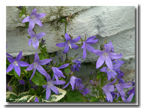 Blue stars