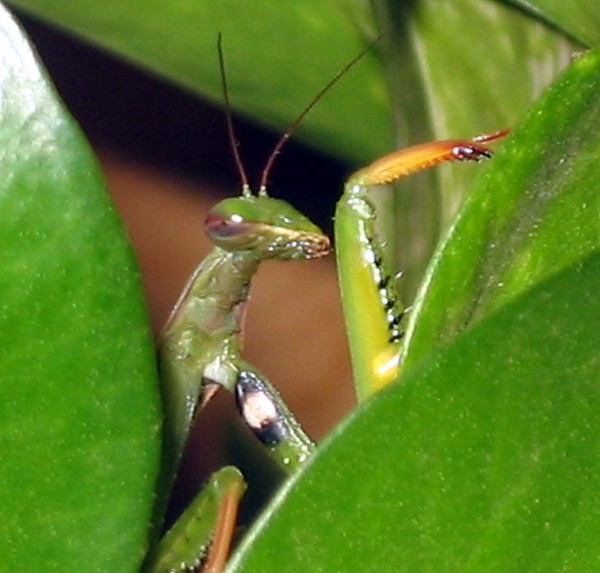 Perfect Camouflage