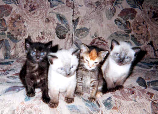 Four Little Orphans