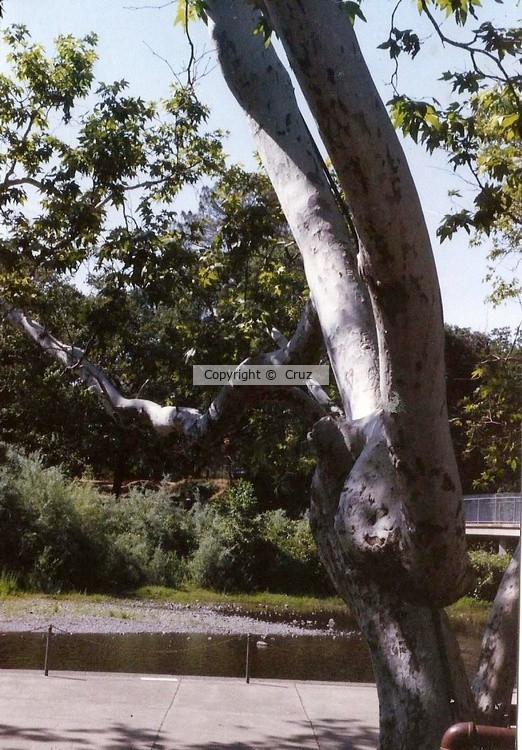 forked