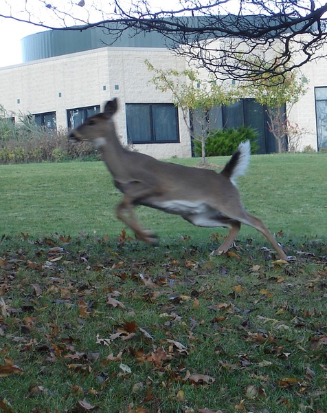 The Rest of the Deer Story or