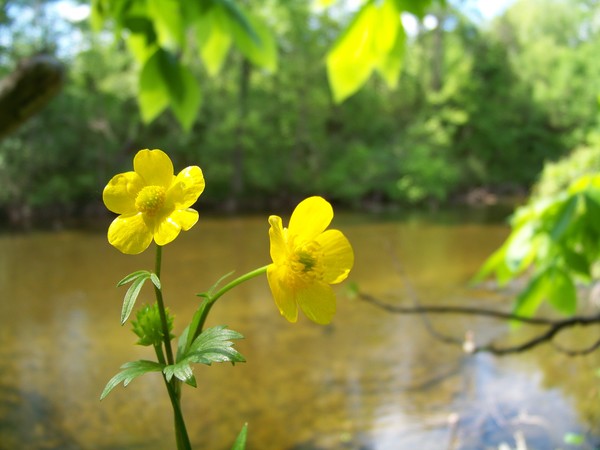 River Flowers