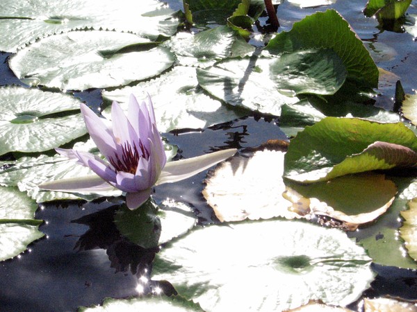 Water Lily