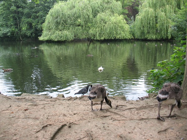 British Pond
