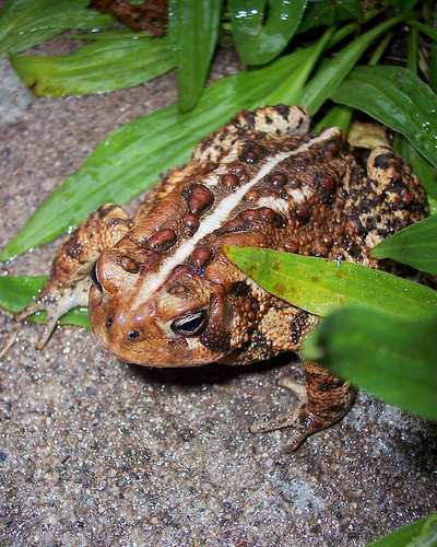 Handsome Toad