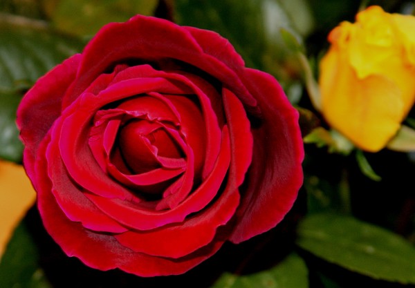 A Rose for Mr. and Mrs. Brown