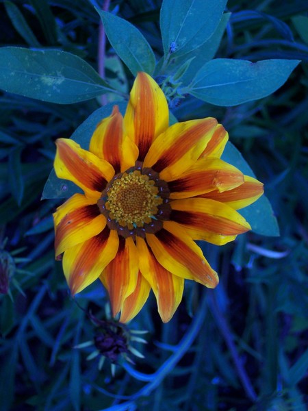 High Color Flower