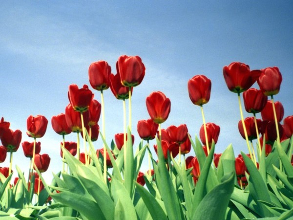 Red Tulips