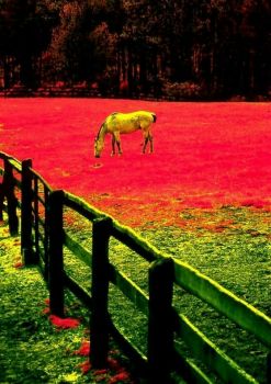 Grazing Horse-E0000633 