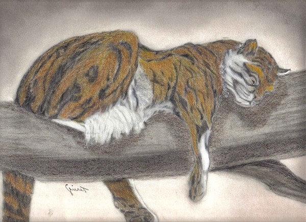 sleeping tiger