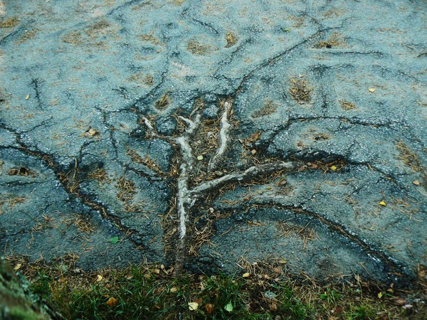 Asfalttree