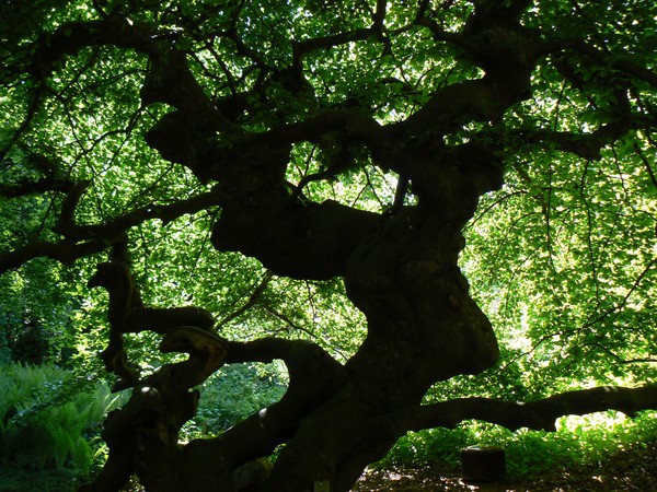 Old Oak