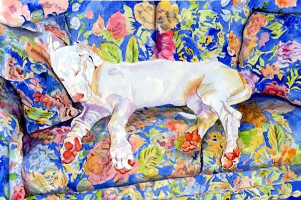 White Great Dane pup Zoe 2