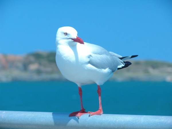 Seagull