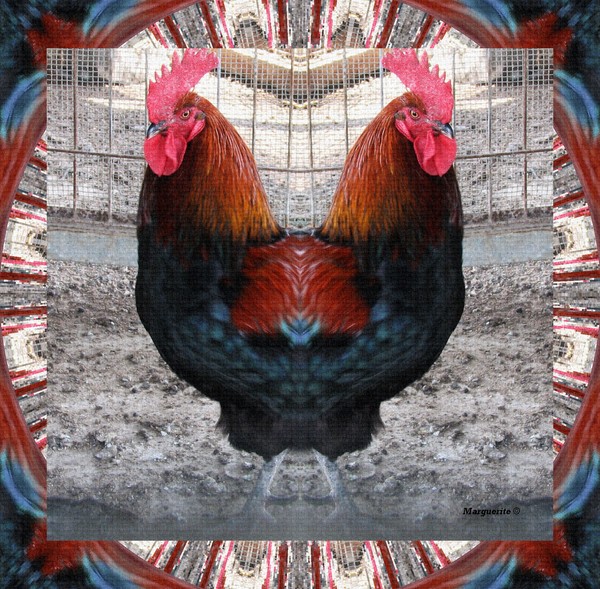 Two Headed Rooster